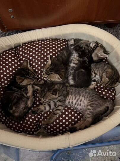 Бенгальская котята