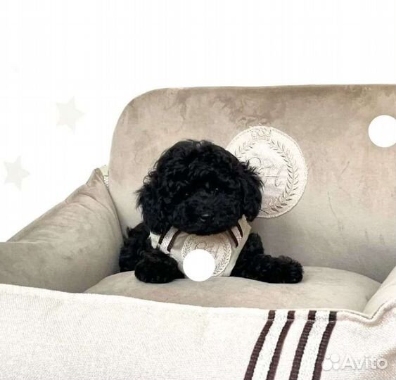 Черненькая микро мальтипу