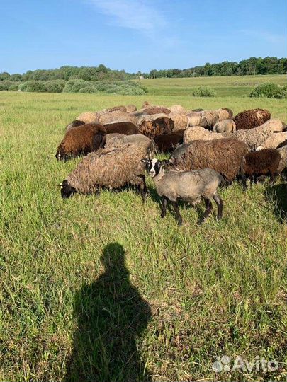 Овцы бараны ягнята романовские помесь с дорпером