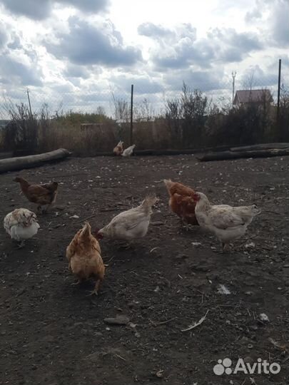 Продам домашних кур