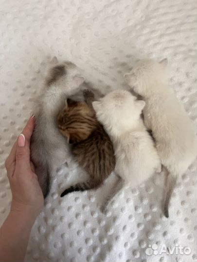 Котята