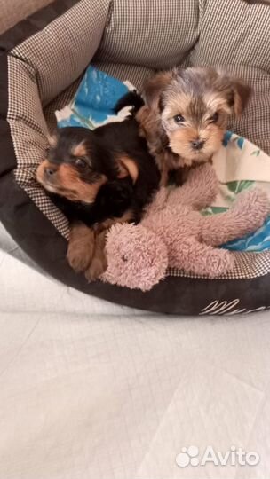 Щенки йоркширского терьера