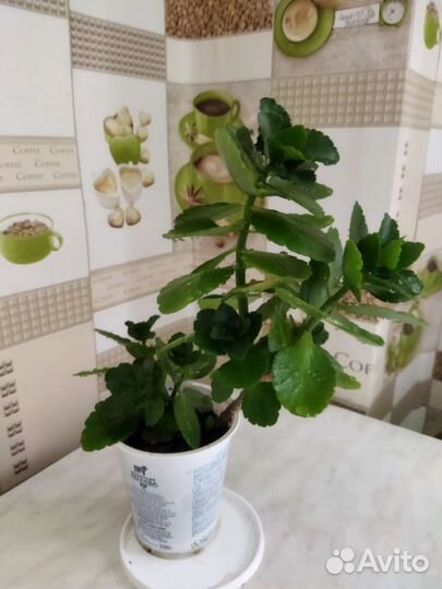 Каланхоэ цветущий(красный и розовый)