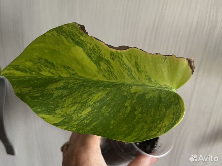 Домашние цветы 1