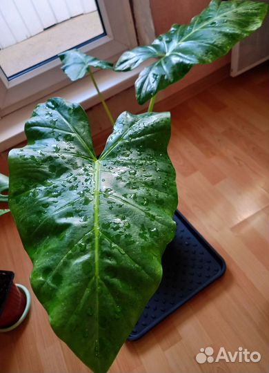 Алоказия Лютея Лайм 60см