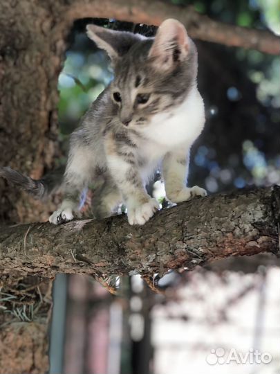 Трехцветный котенок девочка