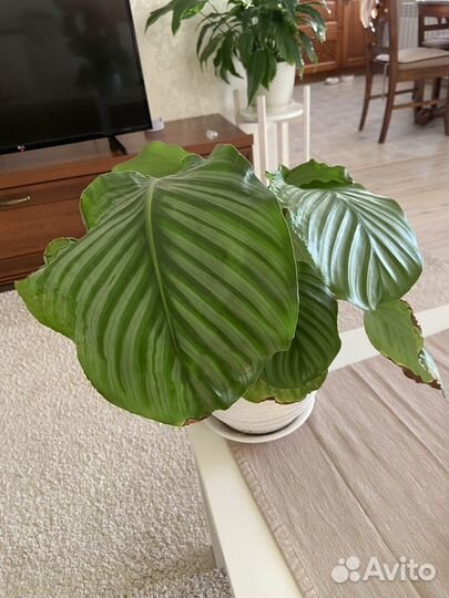 Калатея орбифолия