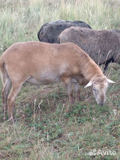 Катумские бараны
