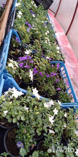 Кампанула жених и невеста