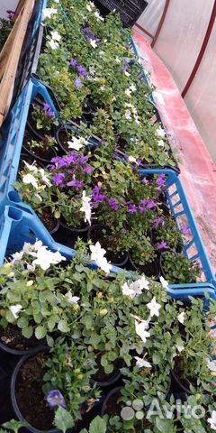 Кампанула жених и невеста