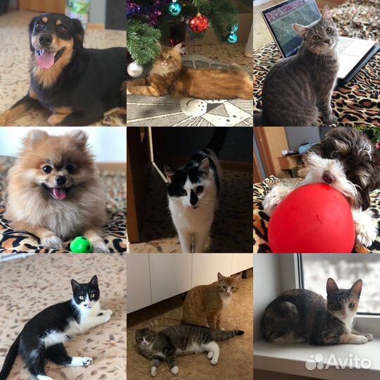 Передержка животных / зооняня, выгул собак