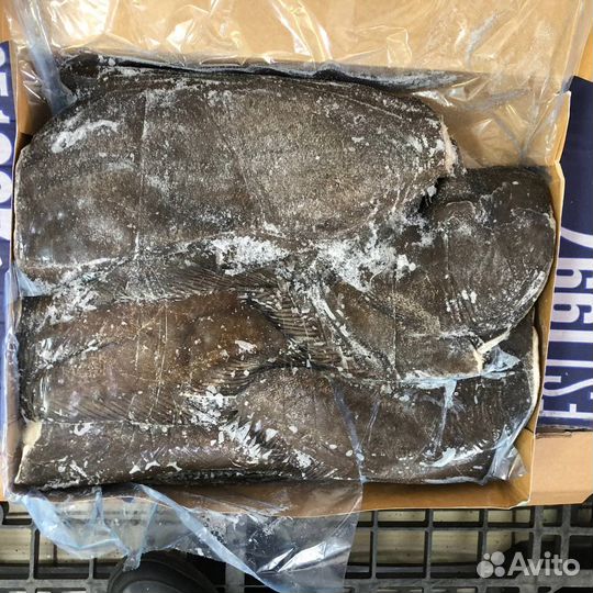 Палтус черный опт