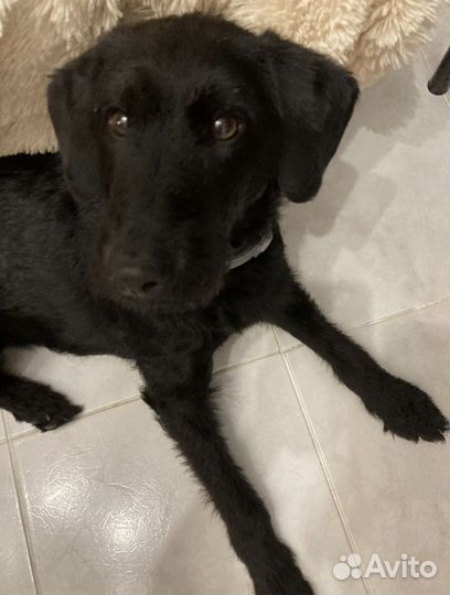 Помесь спаниель