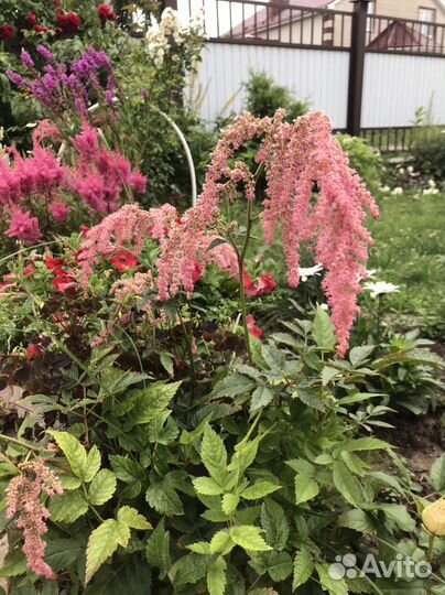 Астильба в ассортименте