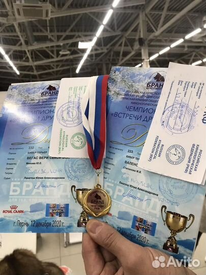 Вязка собак Бивер