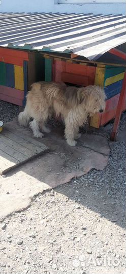 Собака в добрые руки