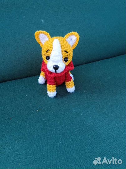 Собачка чихуа