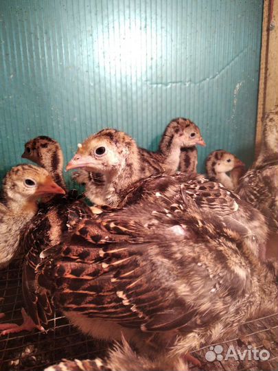 Индюшата. Цесарята. Перепелята. Несушка