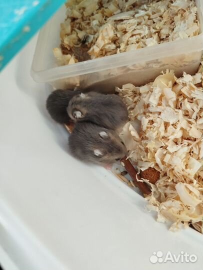 Джунгарский хомяк бесплатно