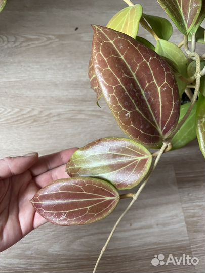 Хойя Hoya Yenyen seedling (ByPatcharawalai)