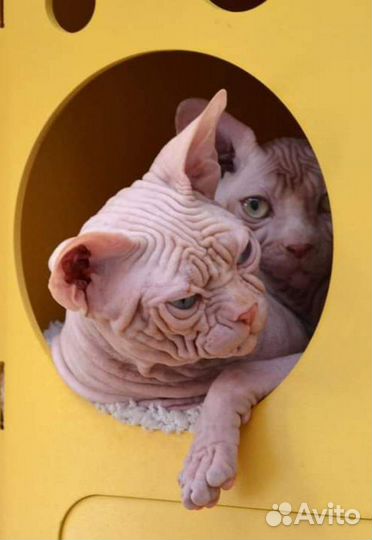 Канадский сфинкс, Рамси