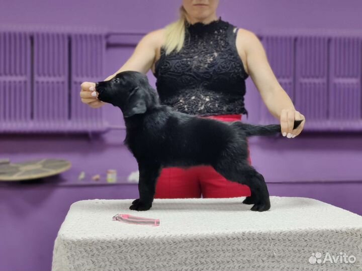 Щенки ретривера