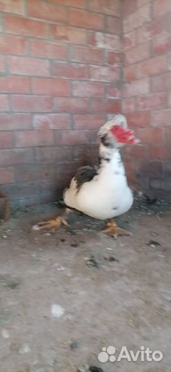 Молодые петухи и молодой индоутак