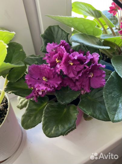 Фиалка (лист )