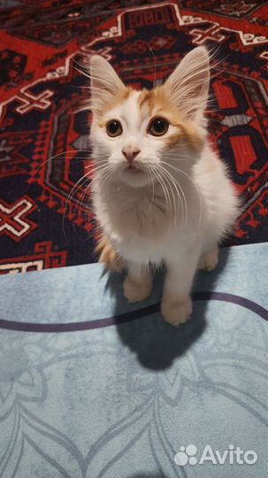 Отдам в хорошие руки