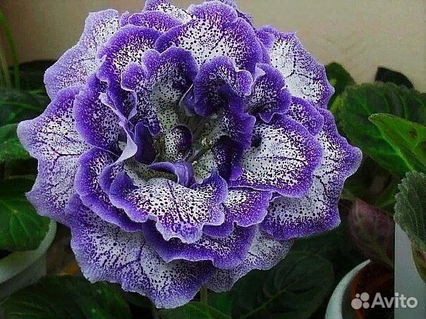 Глоксинии махровые