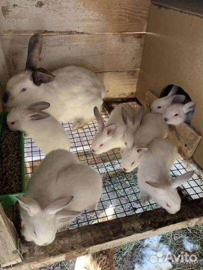 Мясо кролика