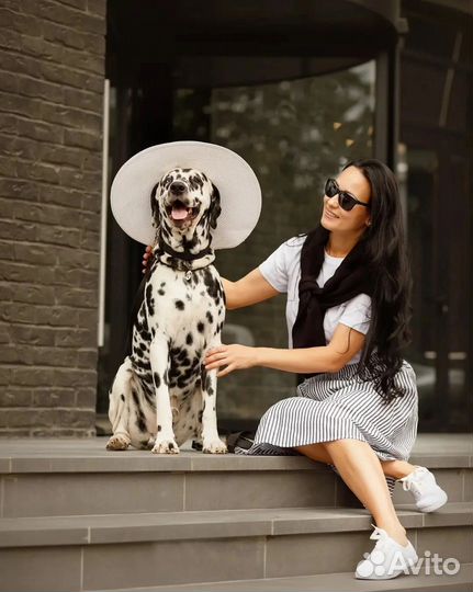 Щенки далматина