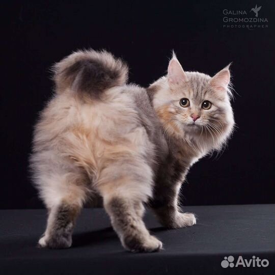 Эксклюзив у вас дома от Ангела Солнца