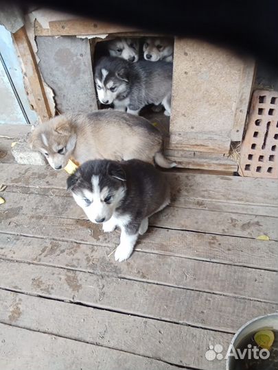 Щенки хаски