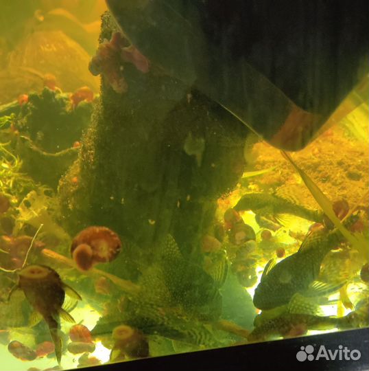 Анциструсы, сомики прилипалы