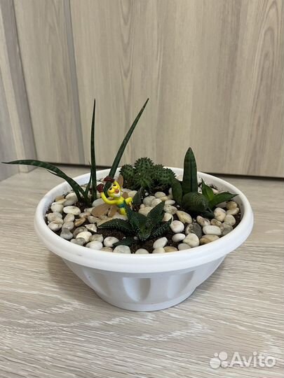 Суккуленты