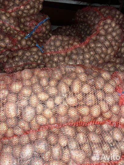 Картофель семенной