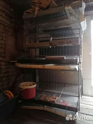 Клетки для кур и перепелов