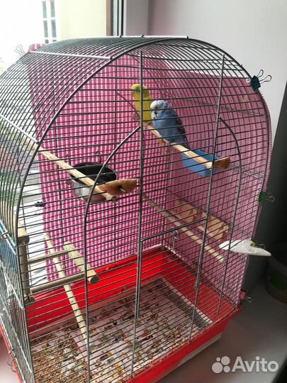 Волнистые попугайчики с клеткой