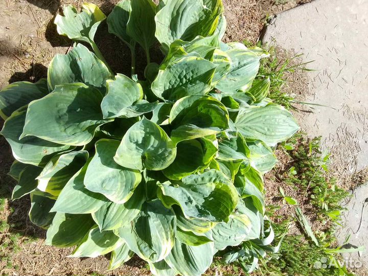 Растения для сада