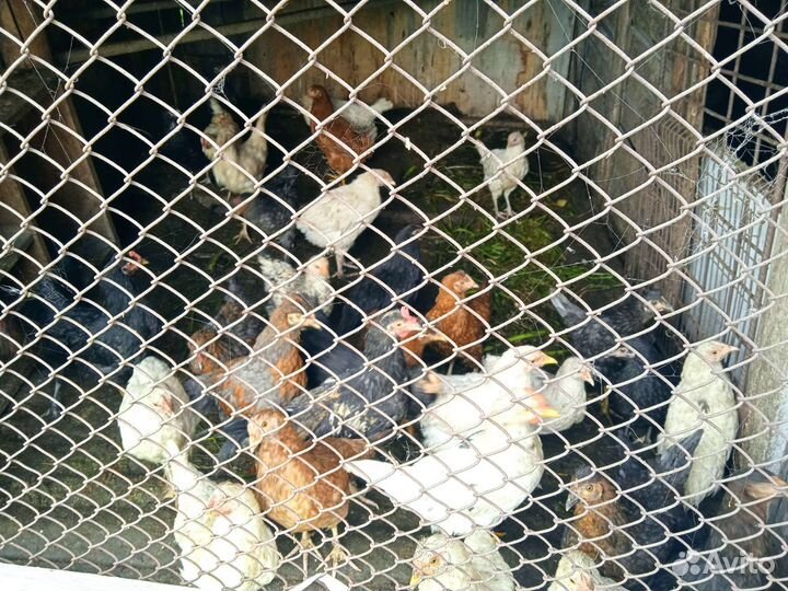 Курица домашняя