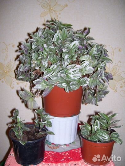 Традесканция