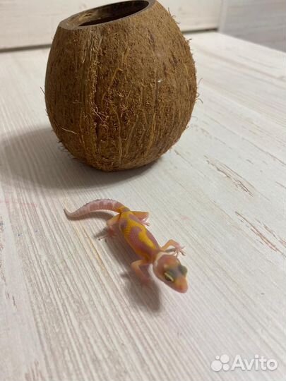 Геккон эублефар