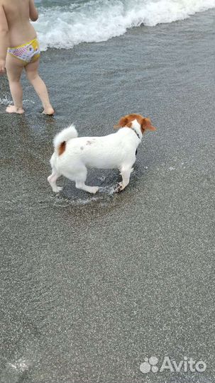 Джек Рассел терьер