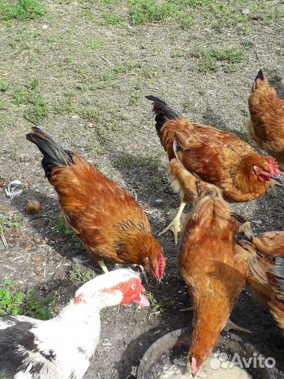 Продам петуха