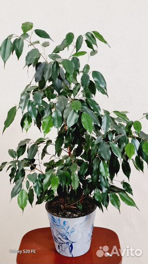 Фикус бенджамина большой
