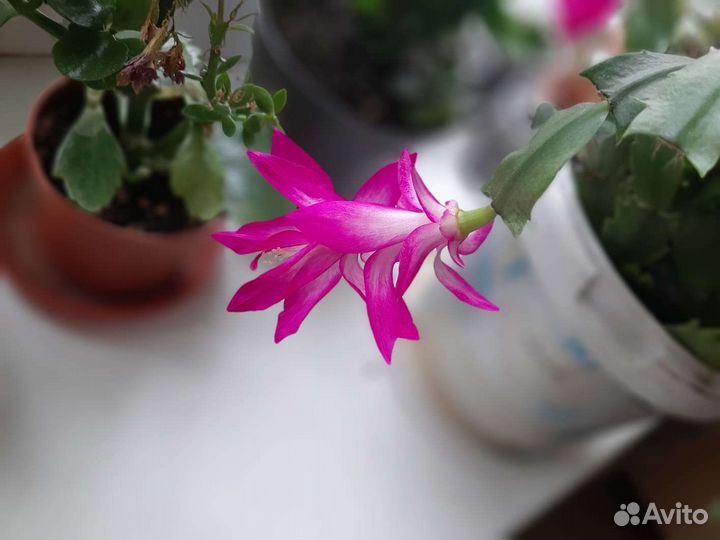 Шлюмбергера