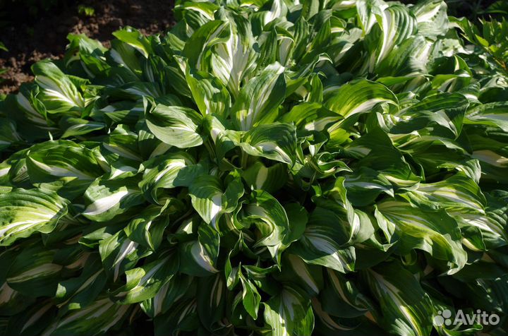 Цветы. Хосты