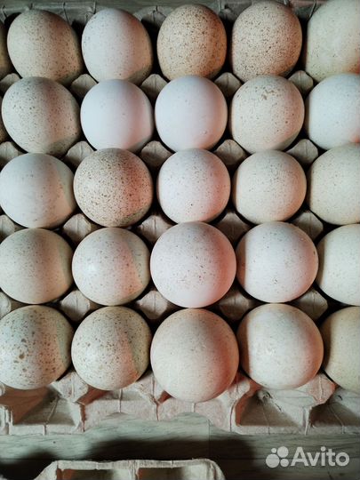 Индюшата, ия индейки