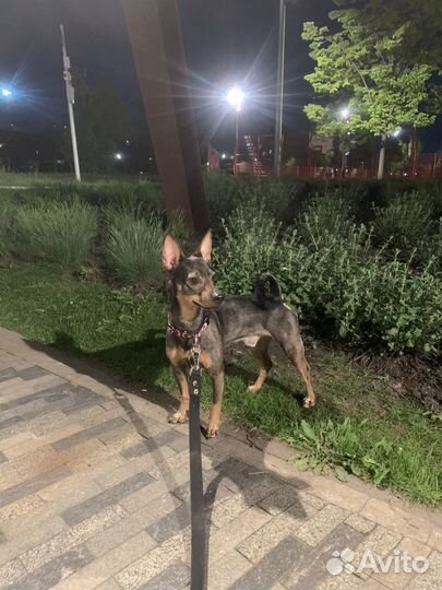 Передержка собак/выгул